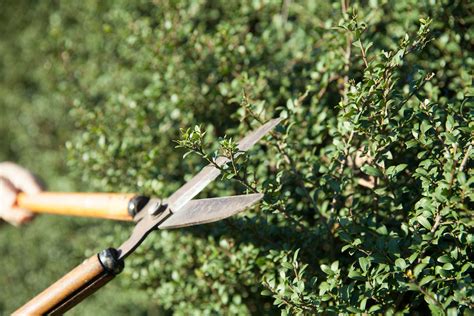 墓 植物|お墓に植える植木はどんな木が良い？剪定についても。